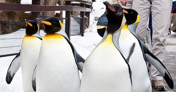 St Louis Zoo Penguin Tickets | semashow.com